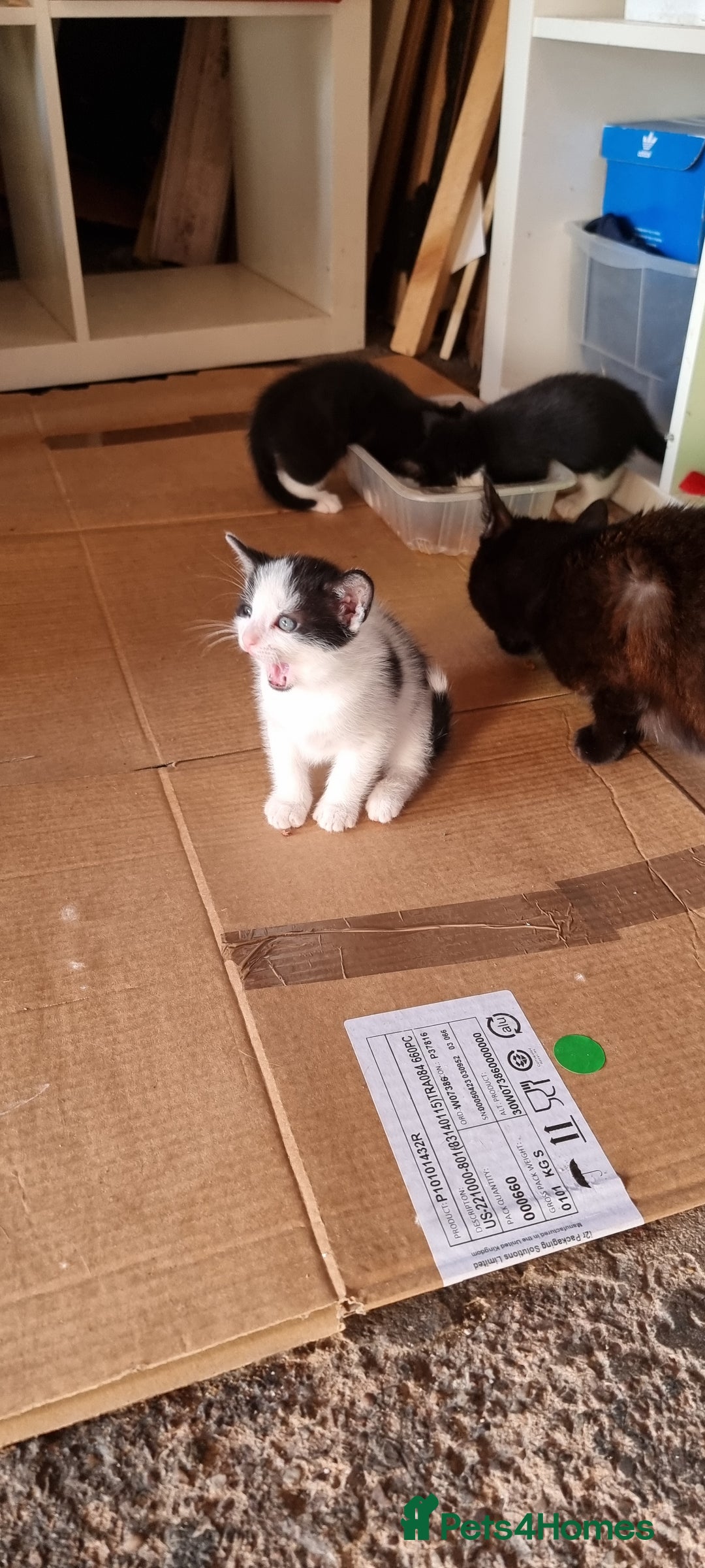 Domestic Shorthair cats for sale: kitten to sell  in Wolverhampton - Image 1