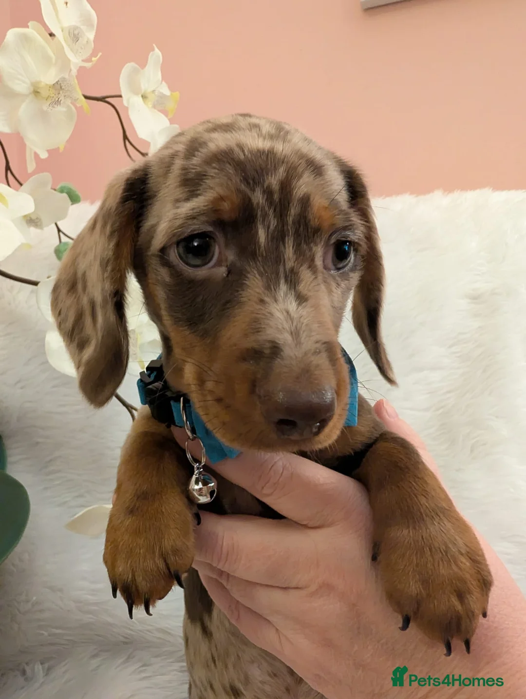 Miniature Dachshund dogs for sale: Miniature Dachshund Ready Now - Advert 6