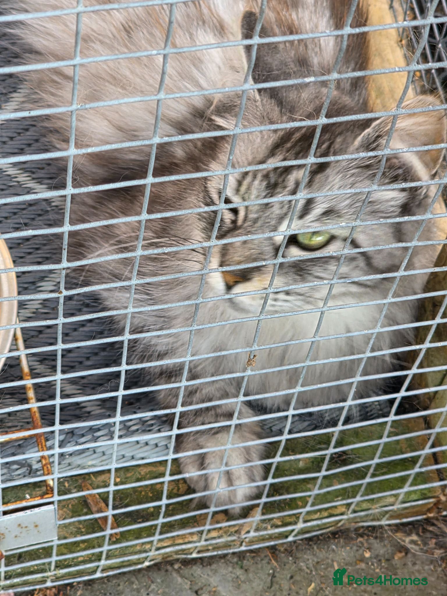 Maine Coon cats 2 adult female maine coon cats  - Advert 1