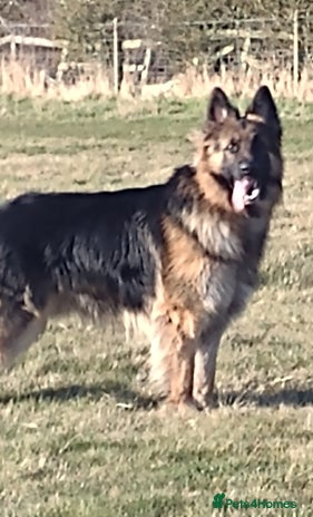 German Shepherd dogs for stud in Alnwick - Advert 1