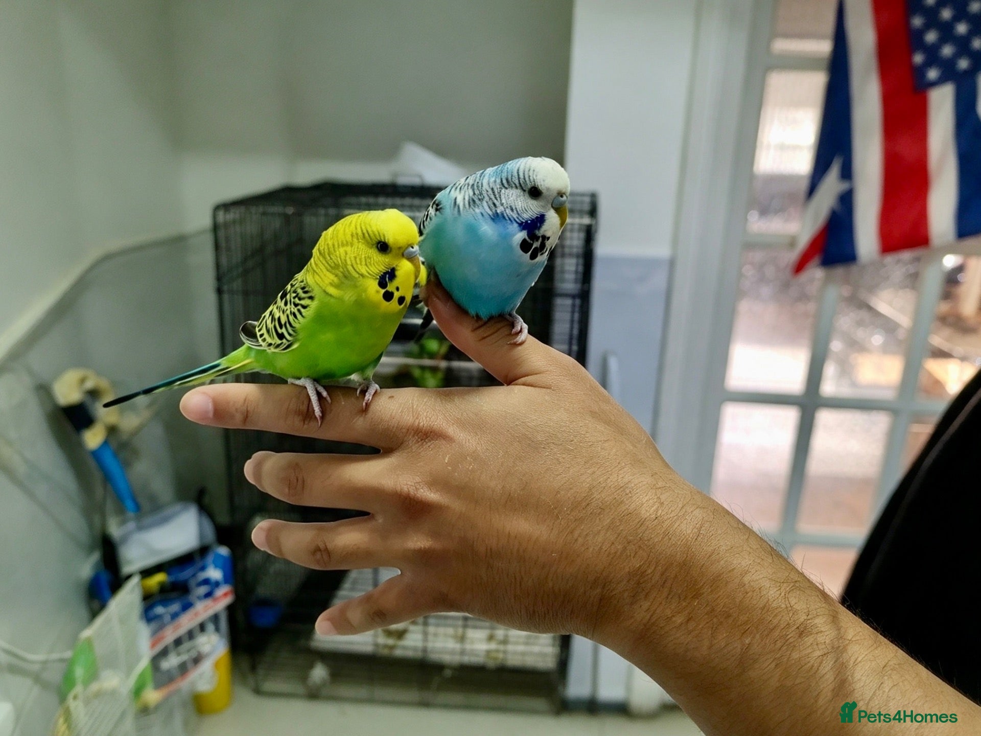 Budgerigars birds for sale: Silly hand tamed budgies  - Advert 2