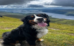 Bernese Mountain Dog dogs for stud: Bernese Mountain Dog for stud in Glasgow - Image 4