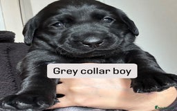 Labrador Retriever dogs for sale: Beautiful Labrador Puppies - Image 2