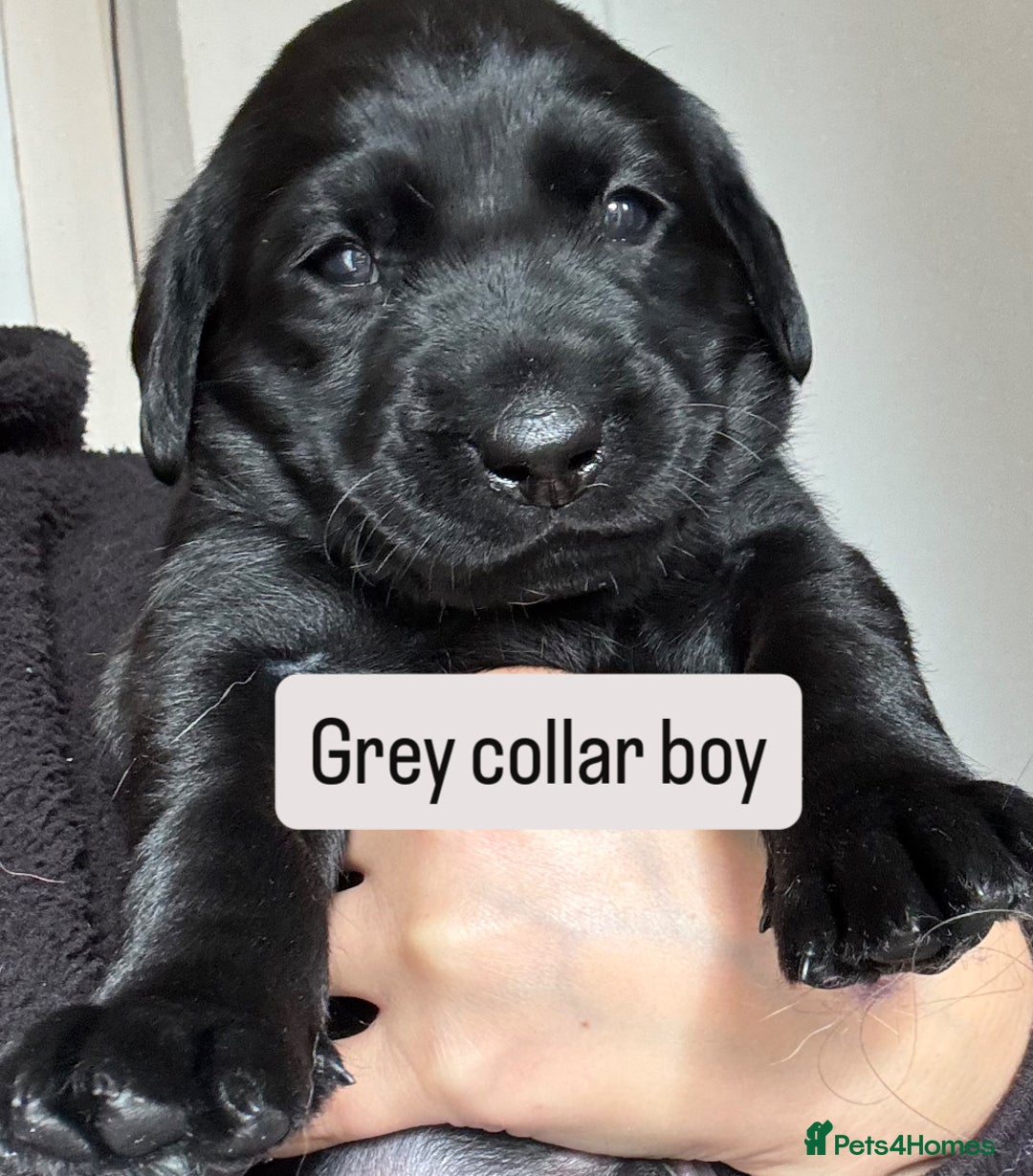 Labrador Retriever dogs for sale: Beautiful Labrador Puppies - Image 2