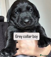 Labrador Retriever dogs - Advert 6