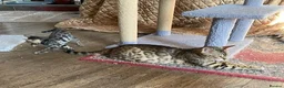 Bengal cats for sale: Girl and Boy Pedigree Bengal Kittens ready now - Advert 11