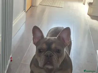 French Bulldog dogs Female - Advert 2