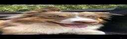 Border Collie dogs for sale: Rare Welsh Border Collie Puppies - Advert 16