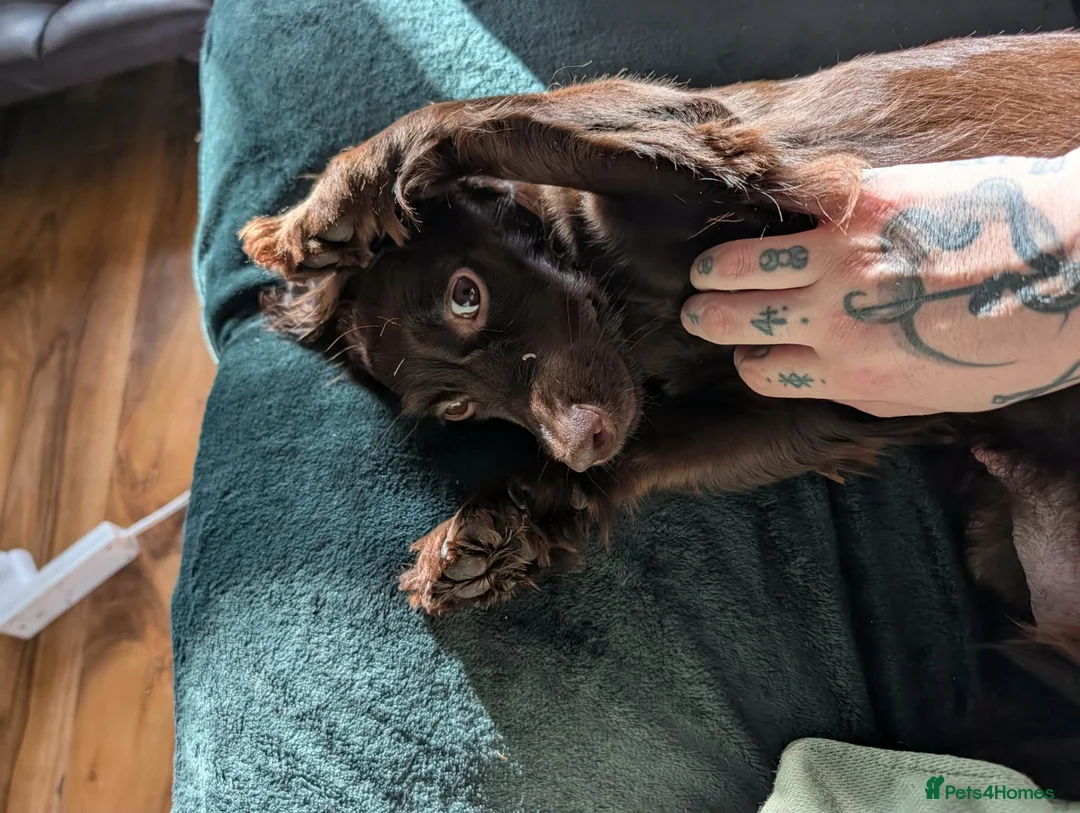 Cocker Spaniel dogs for sale: 7th gen Cocker Spaniel pups for sale in Middlesbrough - Advert 15
