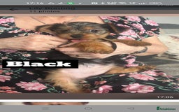 Yorkshire Terrier dogs for sale: Yorkshire Terrier puppies one boy and one girl. in Southampton - Image 5