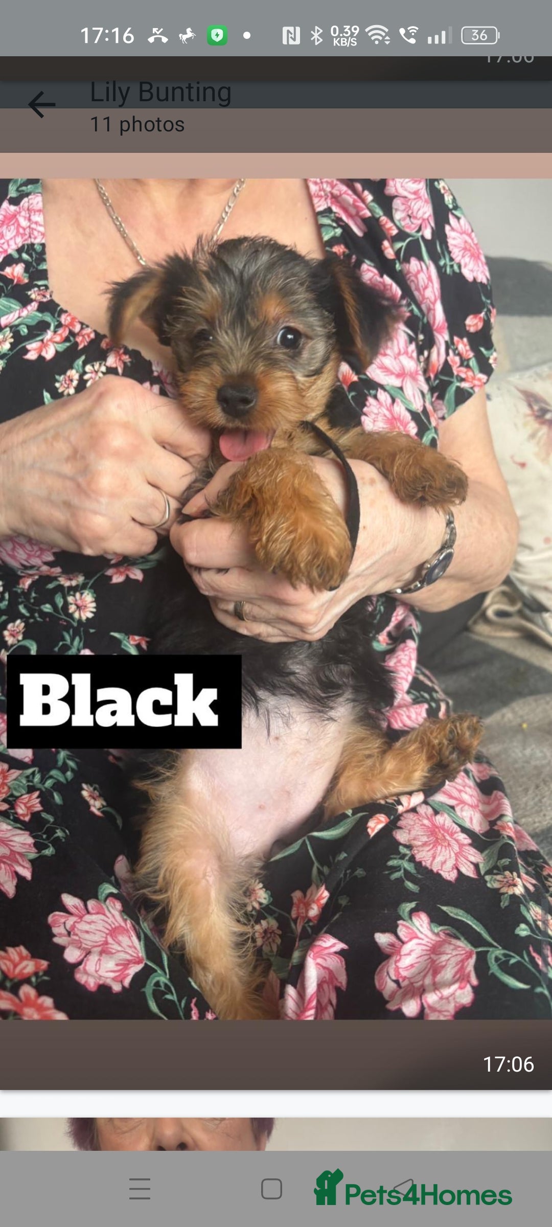 Yorkshire Terrier dogs for sale: Yorkshire Terrier puppies one boy and one girl. in Southampton - Image 5