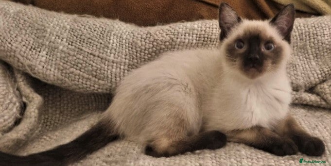 Siamese cats for sale: Applehead Siamese 1 Stunning Baby Avaialable  - Advert 1
