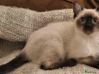 Siamese cats Applehead Siamese 1 Stunning Baby Avaialable - Advert 3