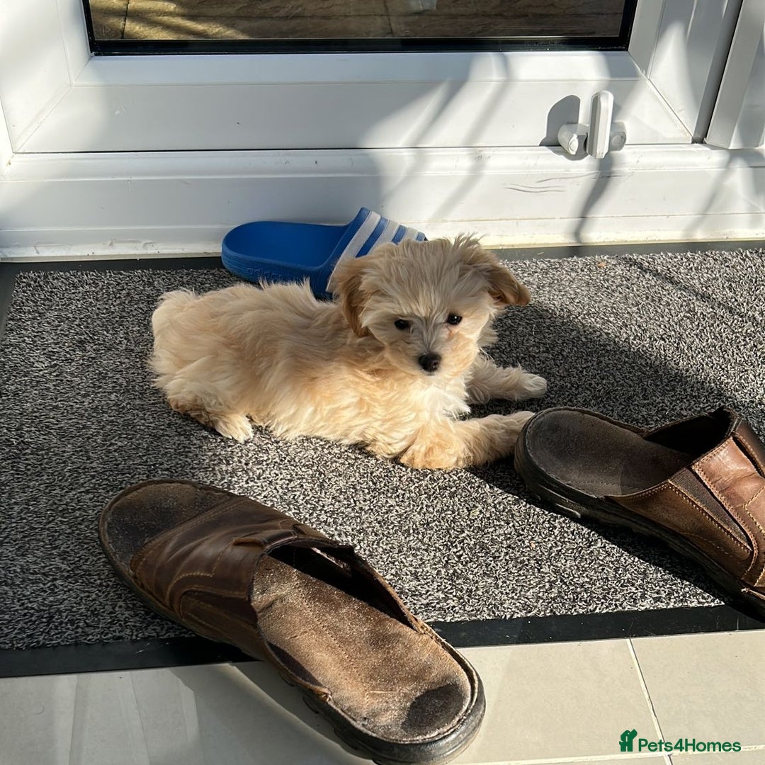 Maltipoo dogs for sale: 🩷 1 Baby Girl Available  - Advert 36