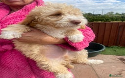 Cockapoo dogs for sale: F2 cockerpoos for sale - Image 4