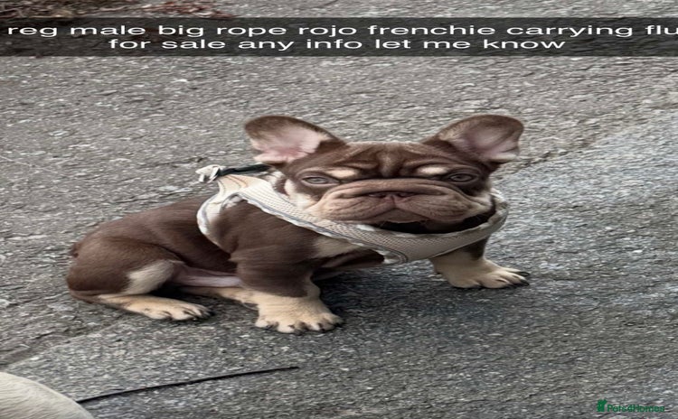French Bulldog dogs - Advert 1