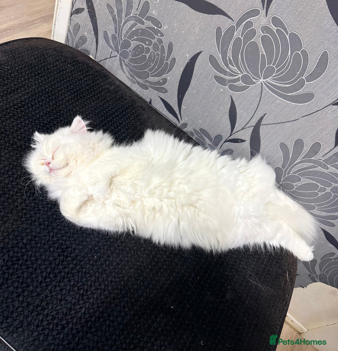 Persian cats for sale: Pure chinchilla kitten for sale  - Advert 4