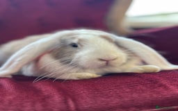 Mini Lop rabbits for sale: Lop bunny for sale 3 months old  - Image 5