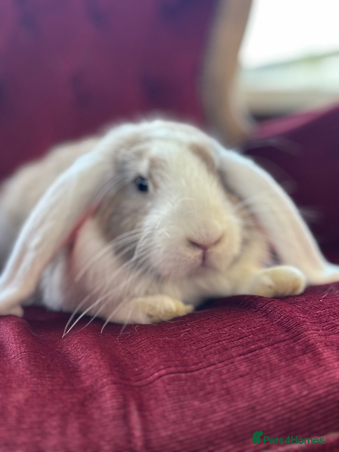 Mini Lop rabbits for sale: Lop bunny for sale 3 months old  - Image 5