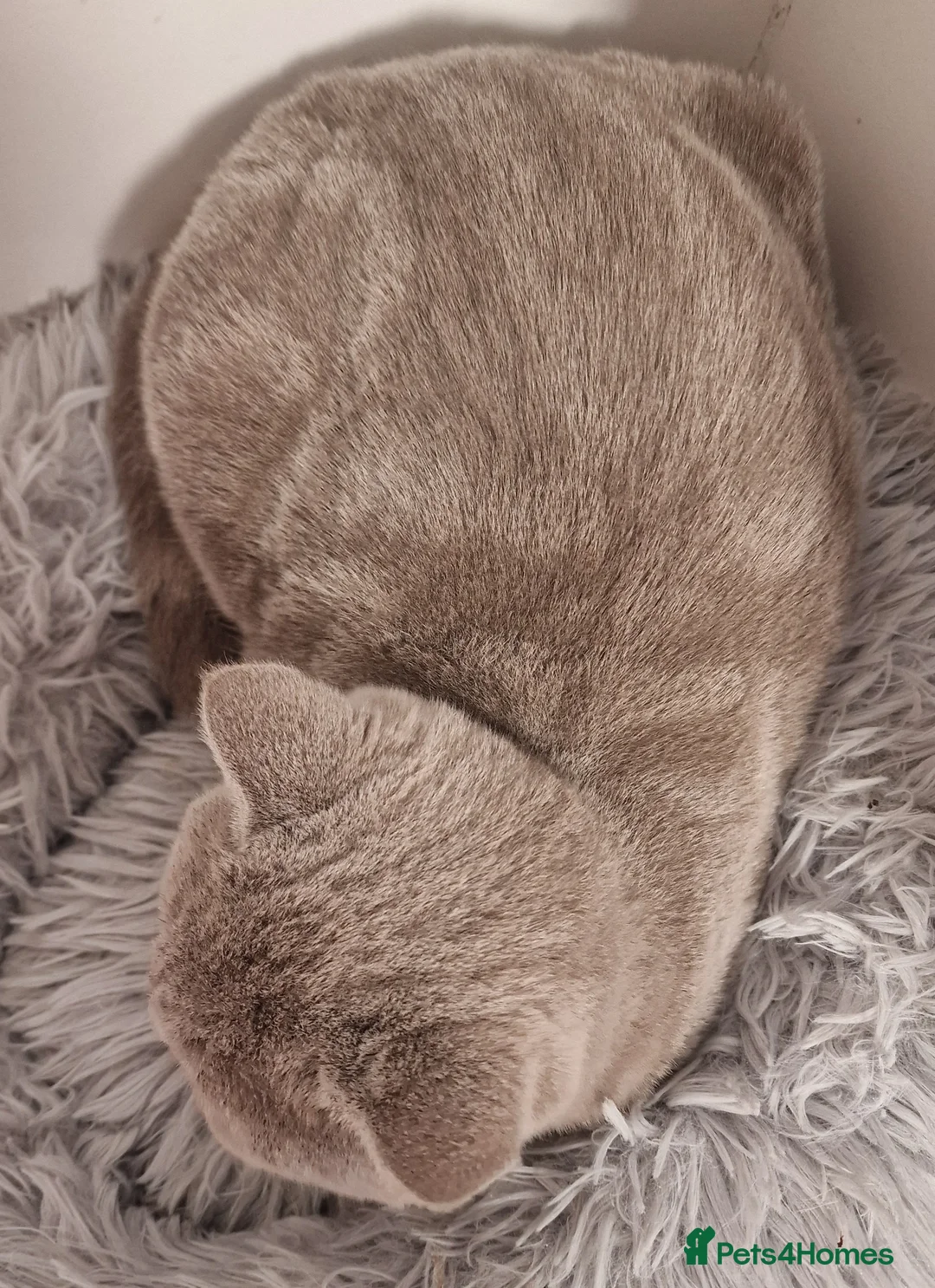 British Shorthair cats for sale: British shorthaired Gccf lilac girl for sale - Advert 3