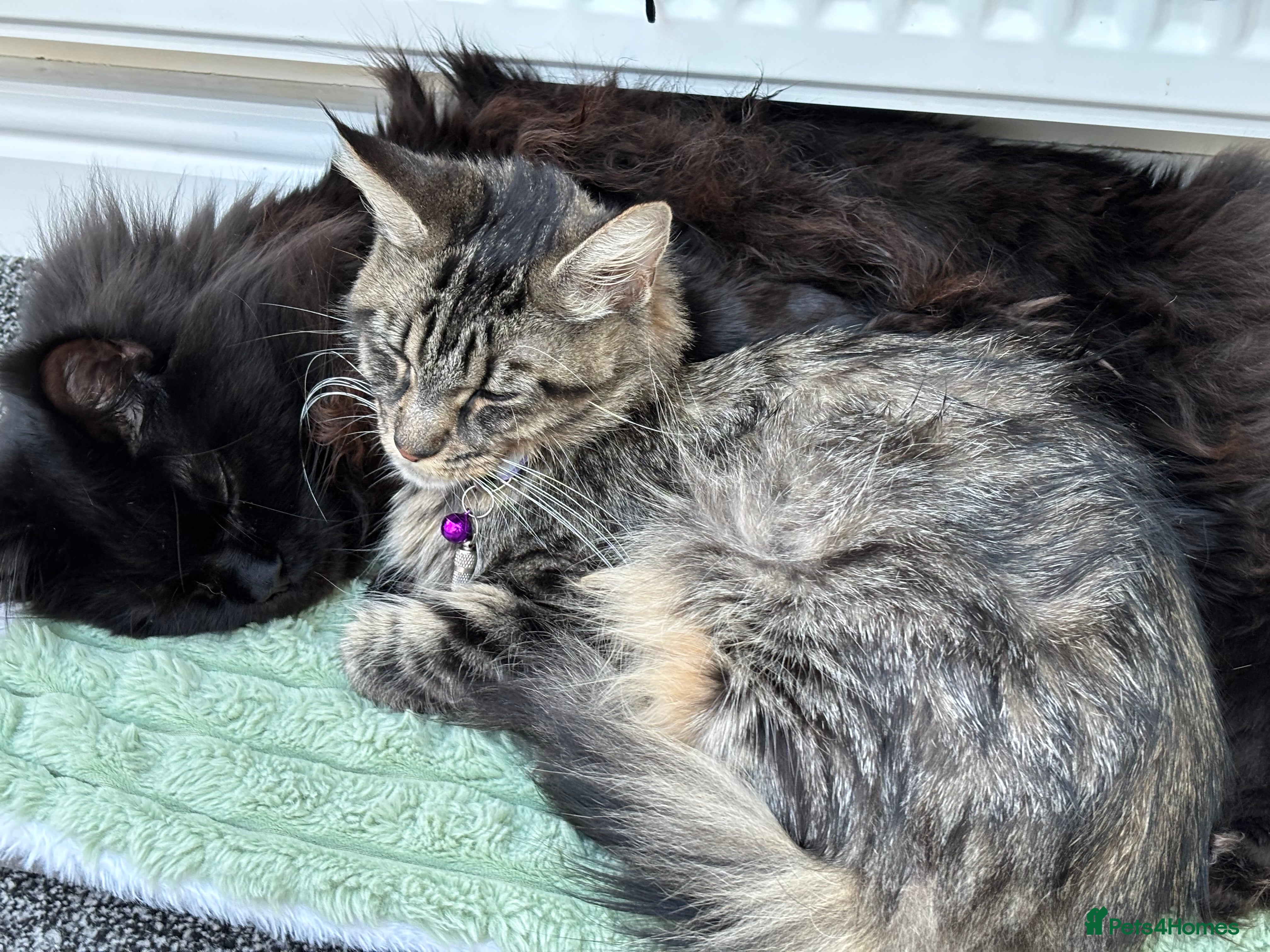 Maine Coon cats Maine coon female kitten - Advert 1