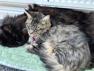 Maine Coon cats Maine coon female kitten - Advert 1