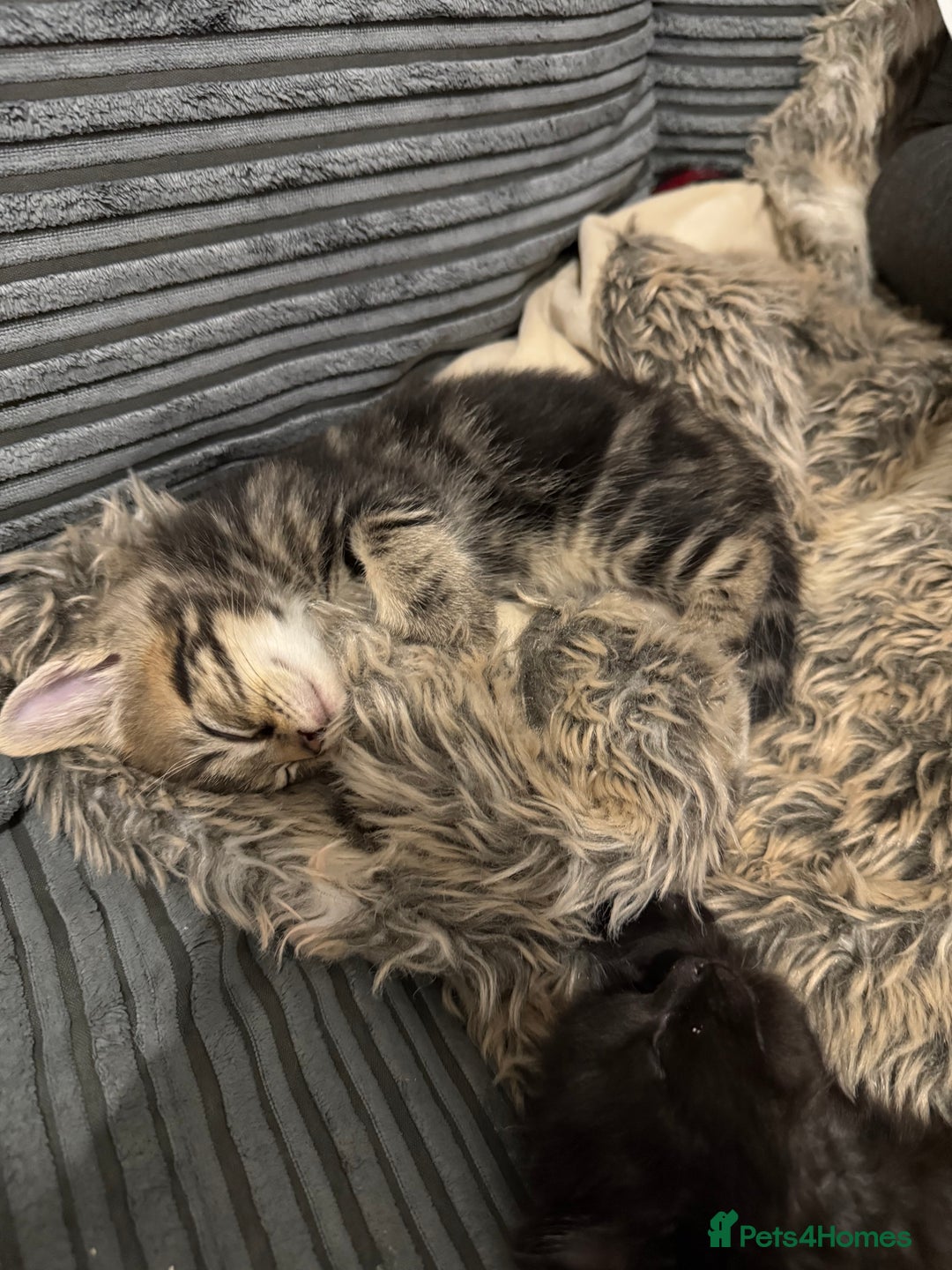 Domestic Shorthair cats for sale: Kittens looking for a loving home  - Advert 2