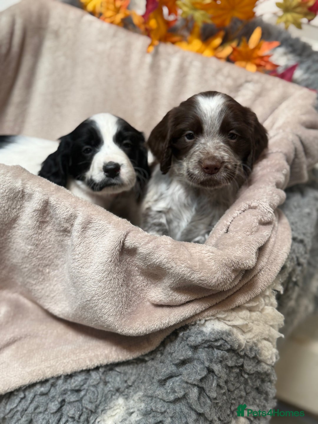 Sprocker dogs for sale: Beautiful Sprocker puppies  - Image 11