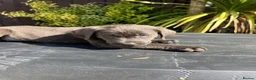 Labrador Retriever dogs for sale: ghost’s beautiful dozen - Advert 22