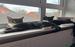 Domestic Shorthair cats for sale: 1 Female 1 Male (Bonded Pair)  - Image 1