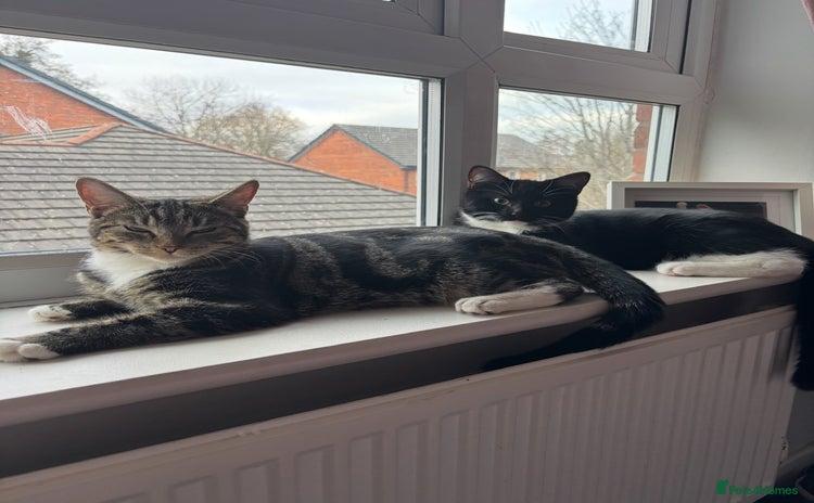 Domestic Shorthair cats - Advert 1