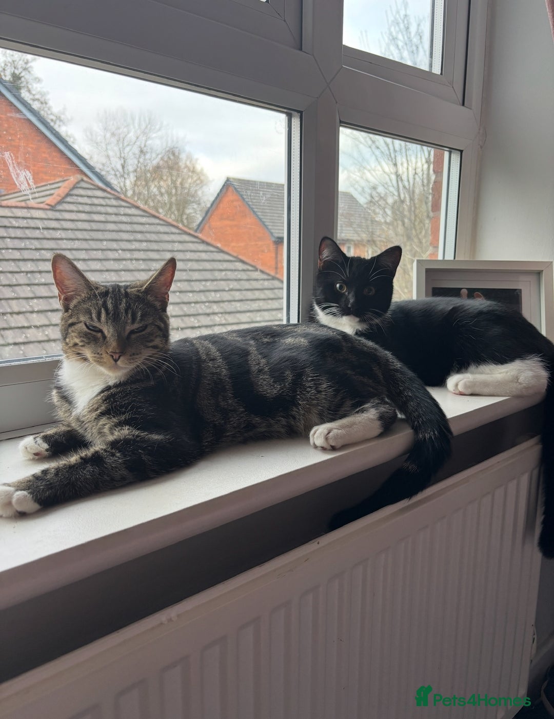 Domestic Shorthair cats for sale: 1 Female 1 Male (Bonded Pair)  - Image 1