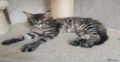 Maine Coon cats - Advert 13