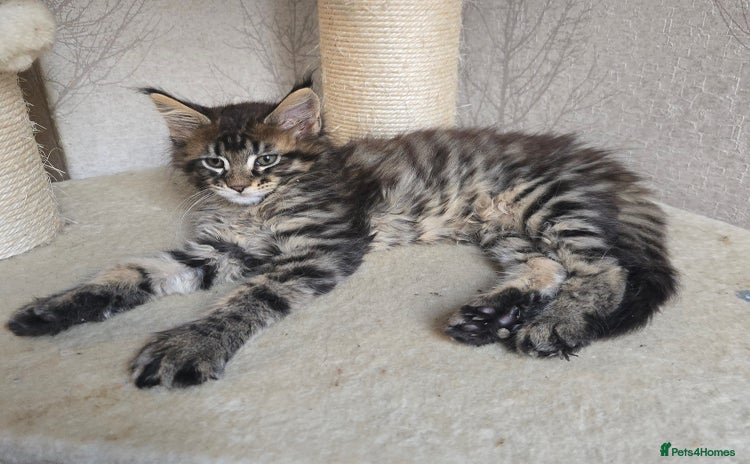 Maine Coon cats - Advert 10