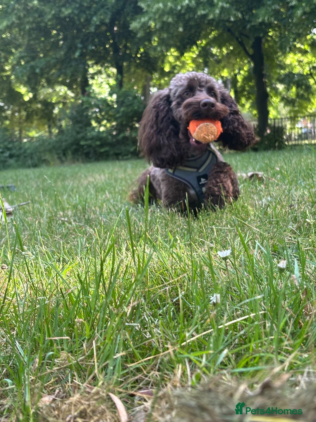 Cockapoo dogs for stud: Chocolate cockapoo for stud  - Advert 2