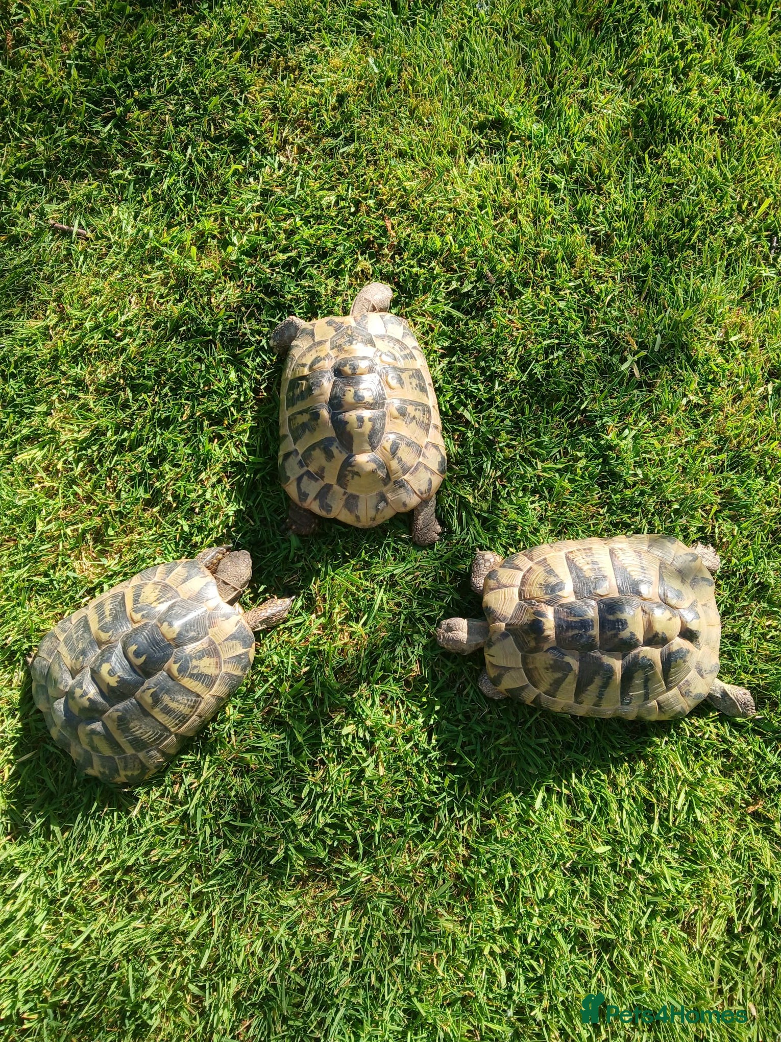 Tortoise reptiles for sale: Female Hermann's Tortoises - Advert 1
