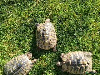 Tortoise reptiles Female Hermann's Tortoises - Advert 18