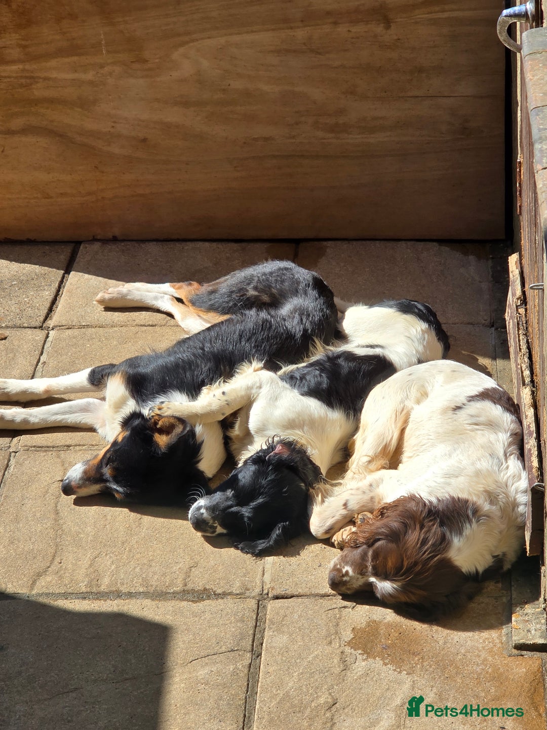 English Springer Spaniel dogs for sale: Part Trained Gun Dog  - Advert 7