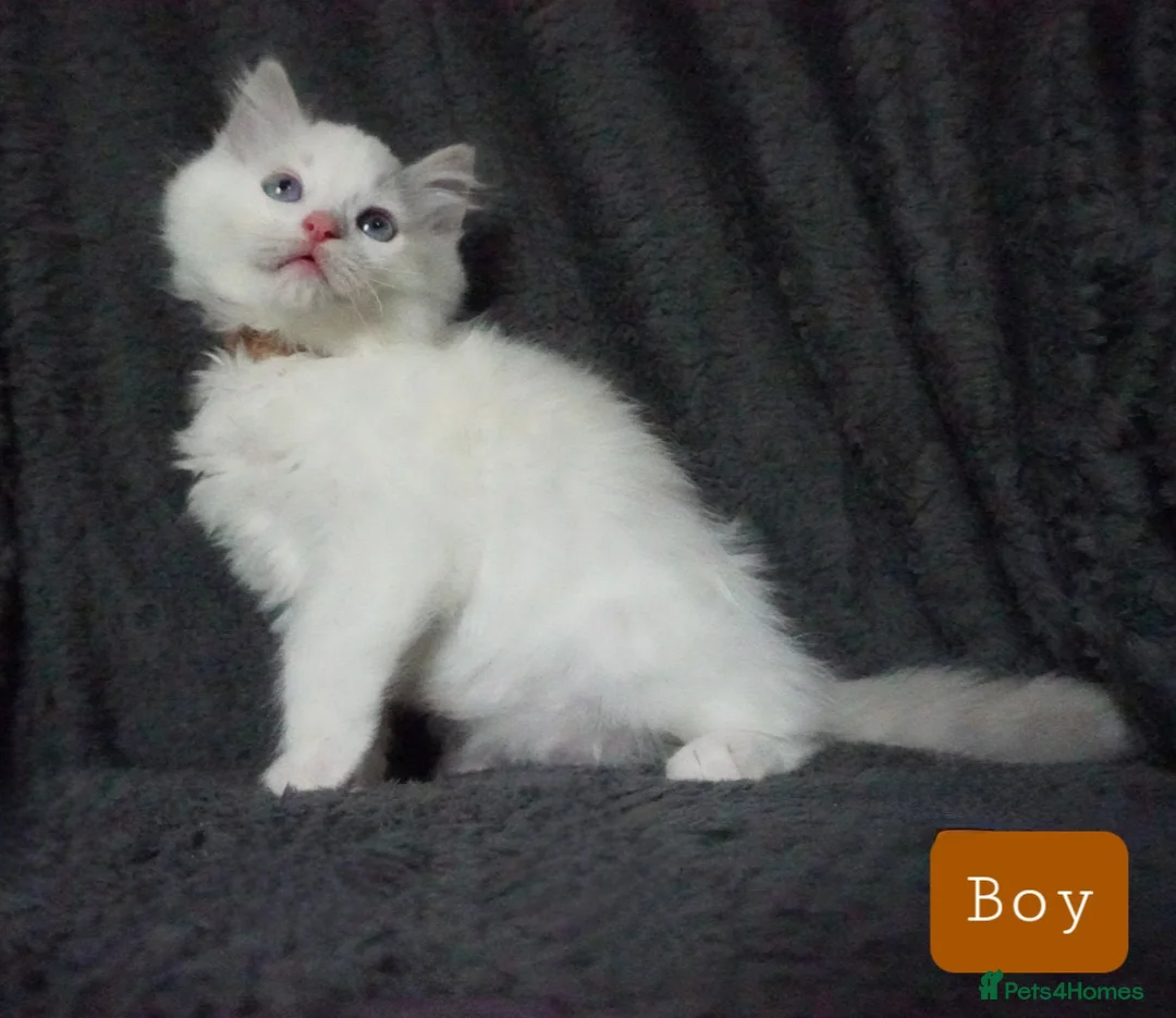 Ragdoll cats for sale: Six Ragdoll Kittens - Advert 16