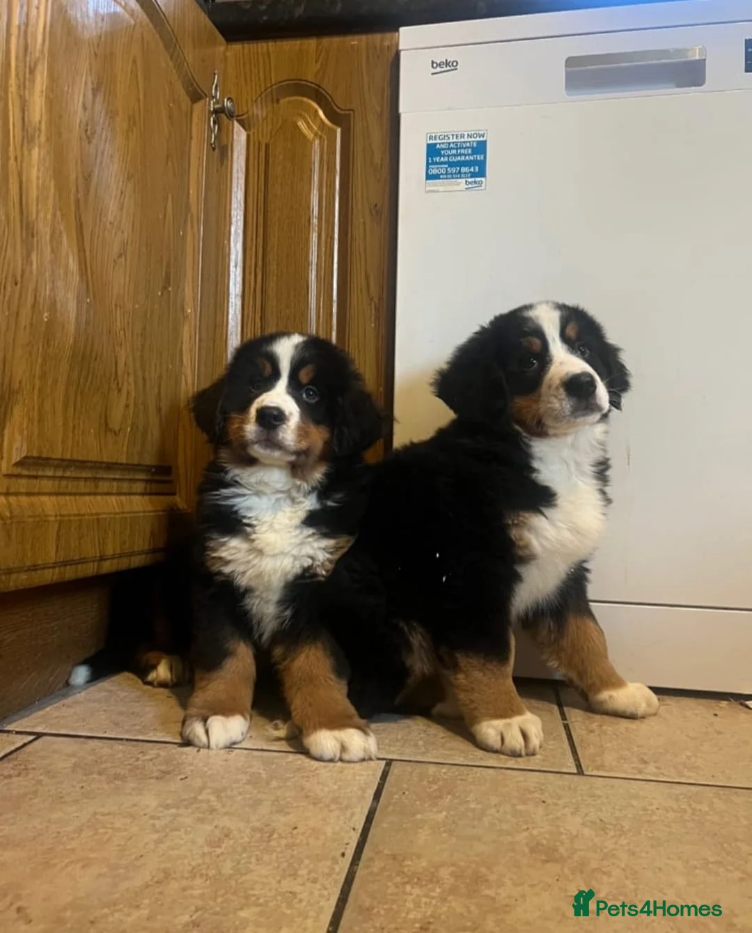 Bernese Mountain Dog dogs for sale: STUNNING BERNESE PUPPIES LAST GIRL - Advert 3