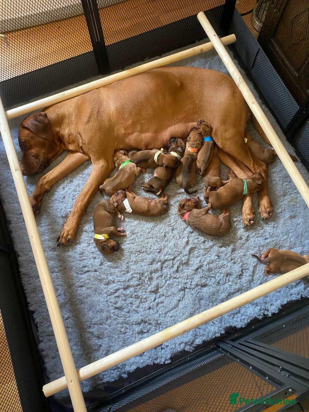 Rhodesian Ridgeback dogs for sale: Stunning litter of KC Rhodesian Ridgeback puppies in Ramsgate - Advert 4