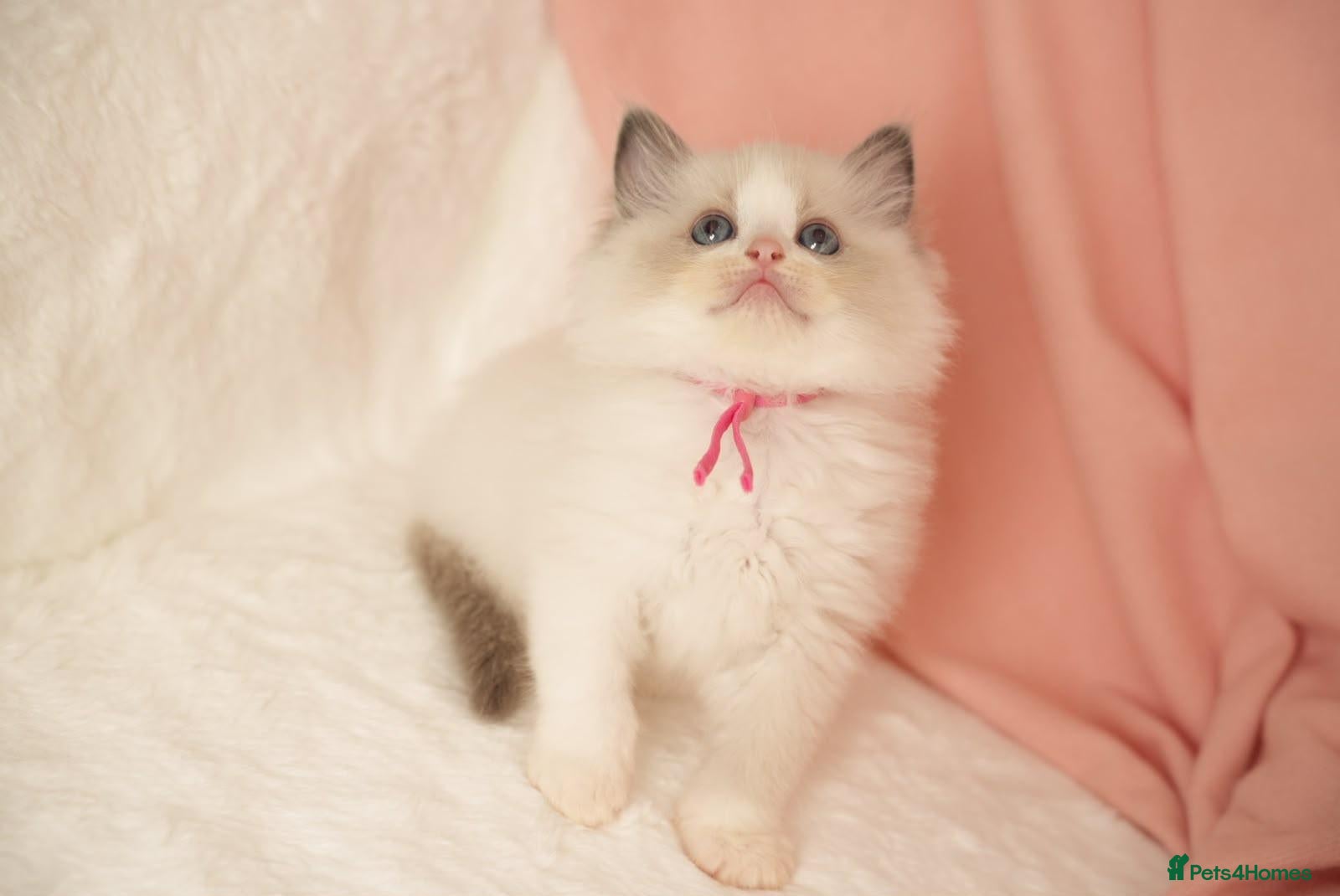 Ragdoll cats Elite TICA Kittens – Champion Bloodlines - Advert 2