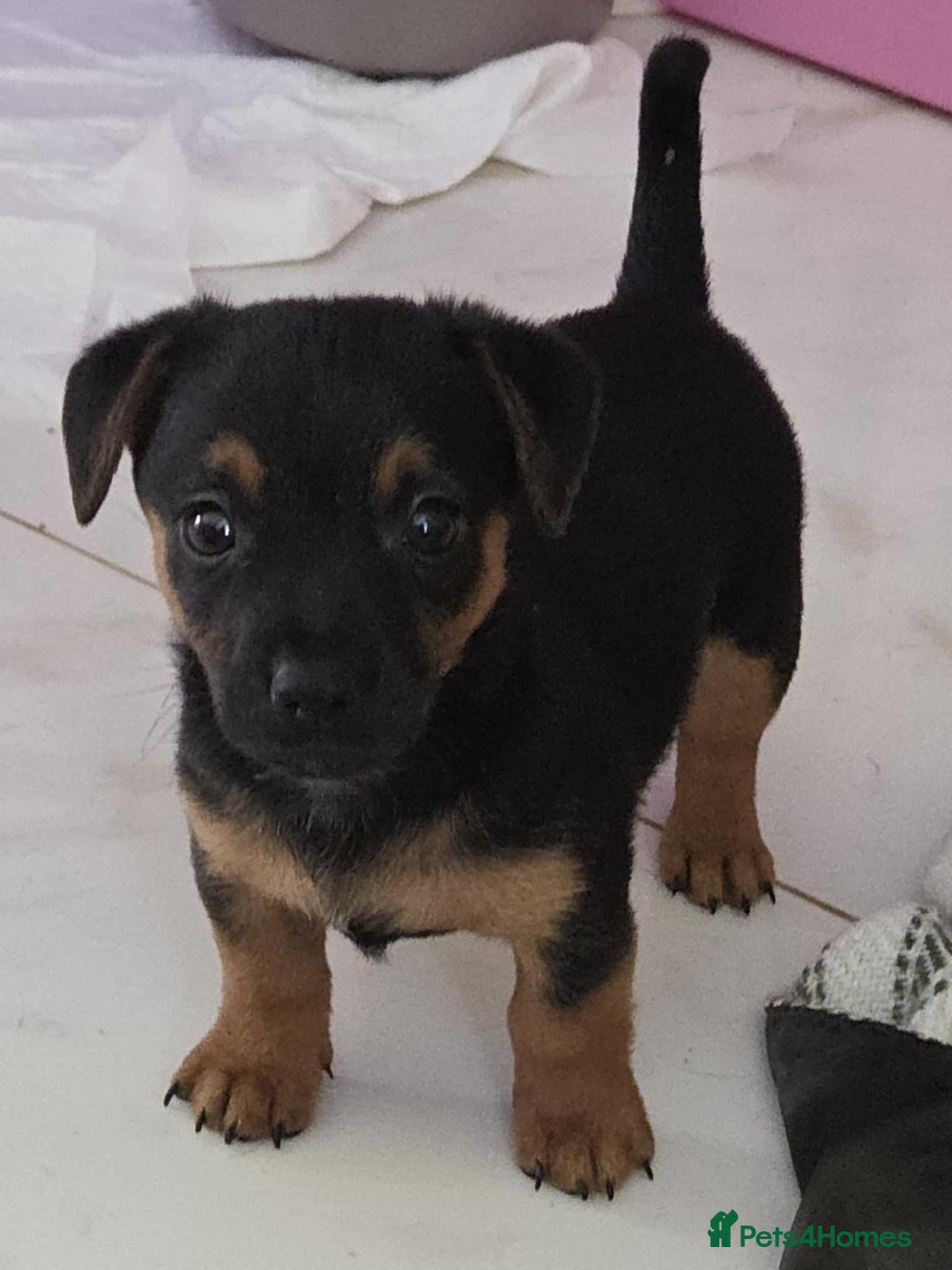 Jack Russell dogs for sale: Jack Russell pups - Image 34