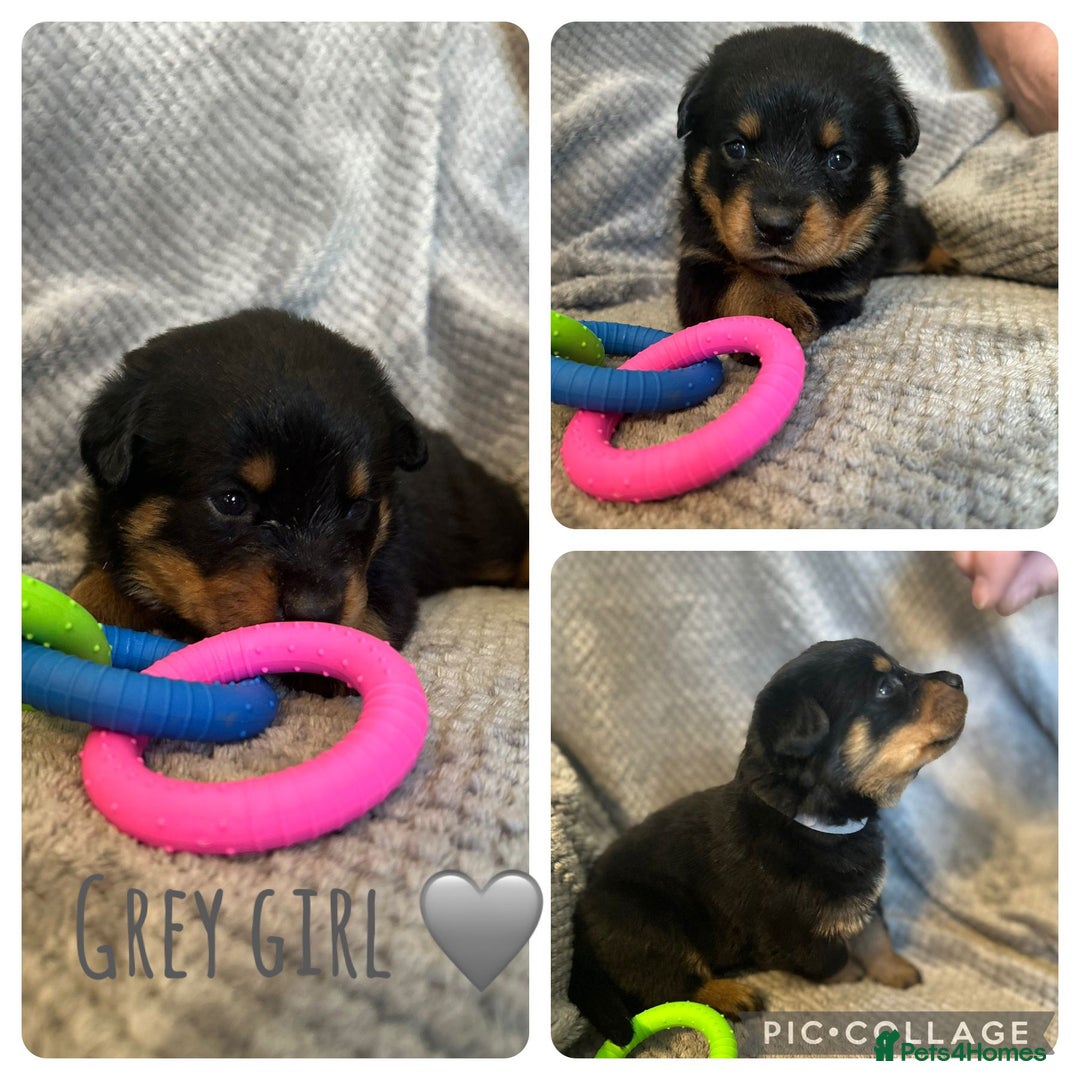 Rottweiler dogs for sale: Rottweiler puppies  - Advert 4