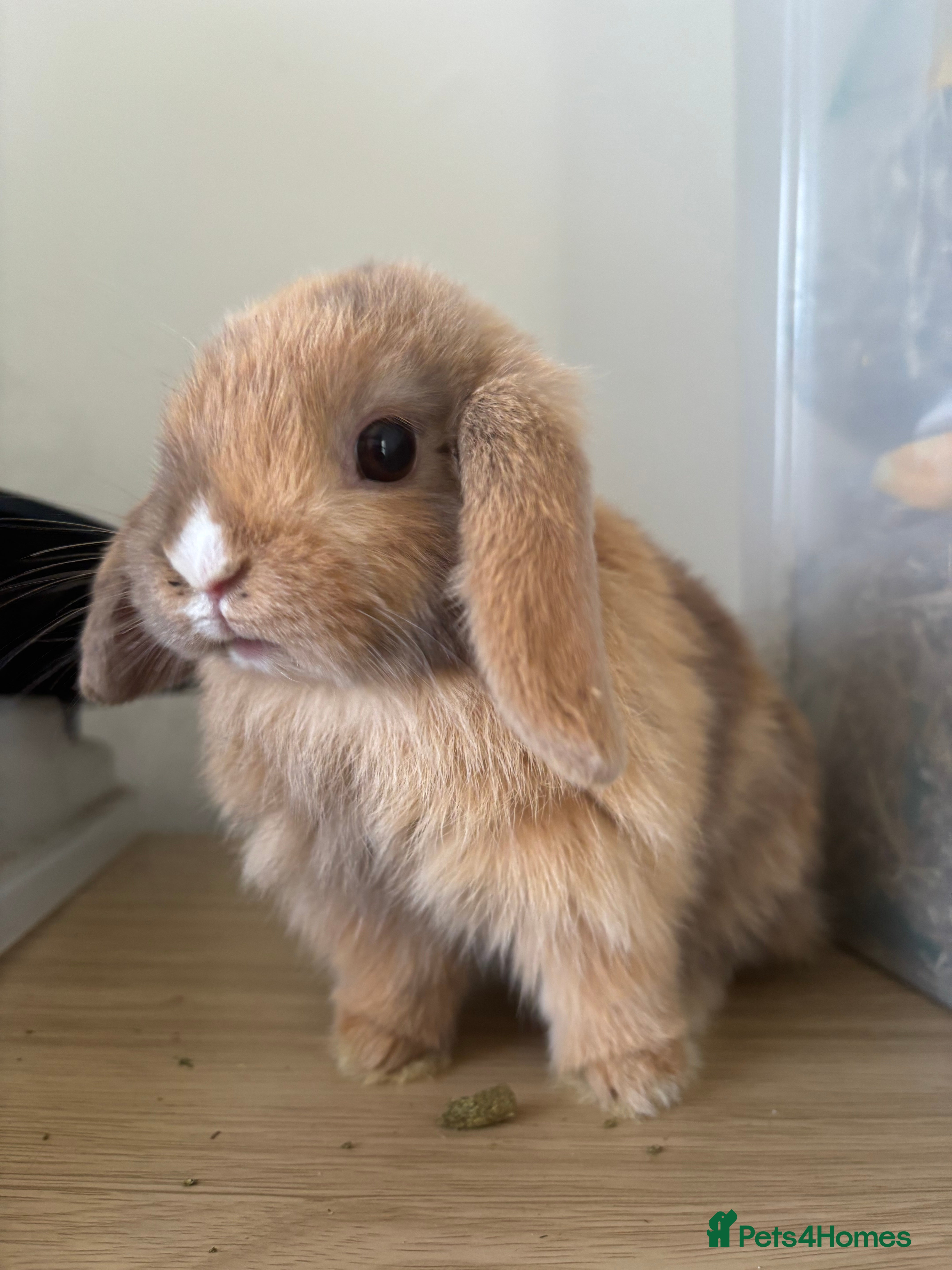 Mini Lop rabbits **2 males** Mini Lops - Advert 3