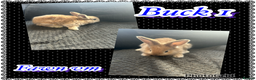 Continental Giant rabbits for sale: Baby continental giant to reserve  - Advert 1