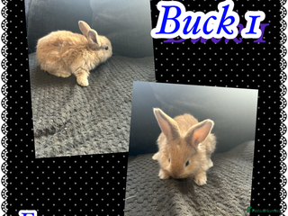 Continental Giant rabbits Baby continental giant to reserve - Advert 1