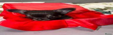 Chihuahua 1