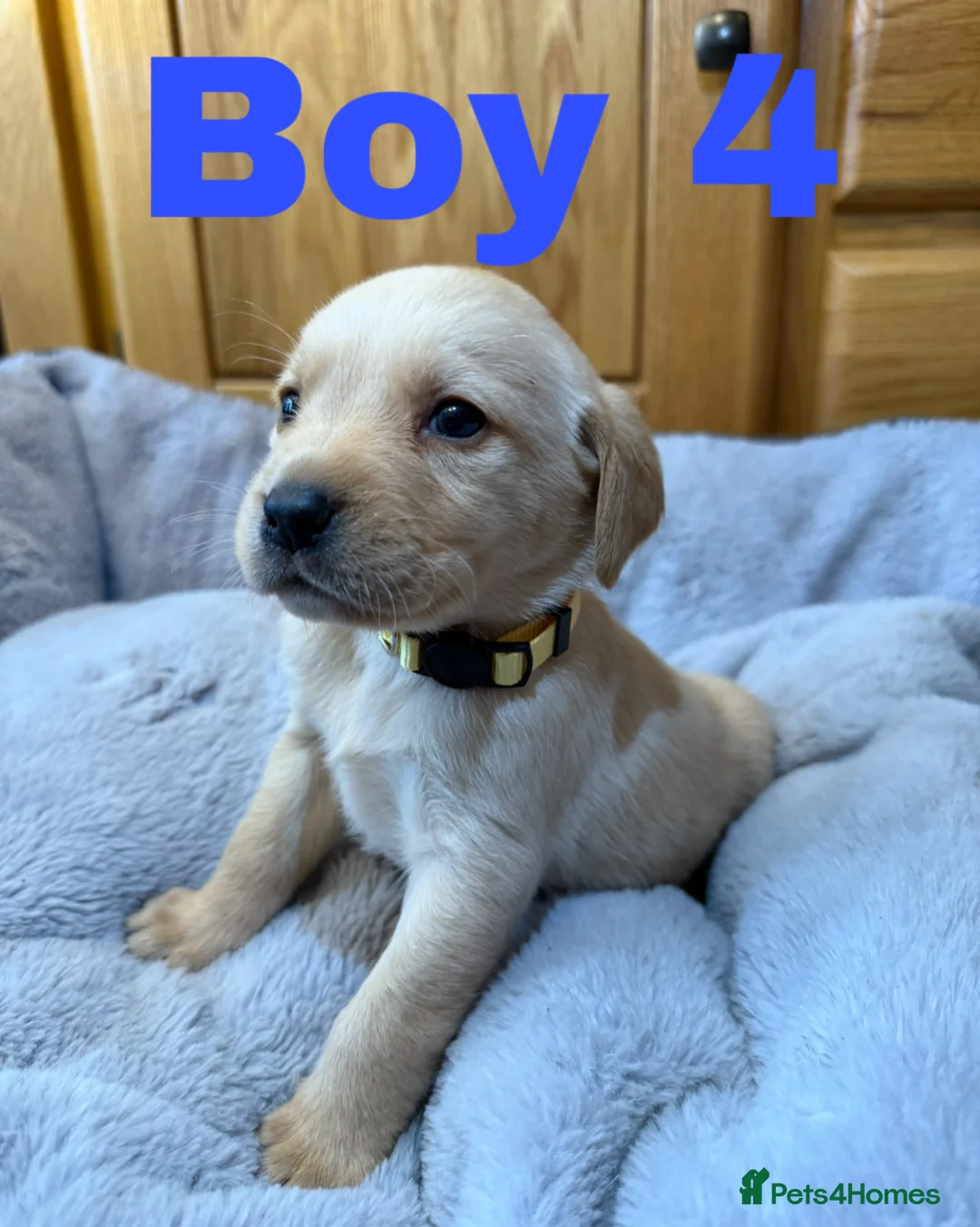 Labrador Retriever dogs for sale: 2 left- Purebred Labrador Puppies - Advert 5