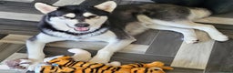 Alaskan Malamute dogs for stud: "Proven" Alaskan malamute for stud  in Sheffield - Advert 10